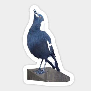 Magpies are magical. Sticker